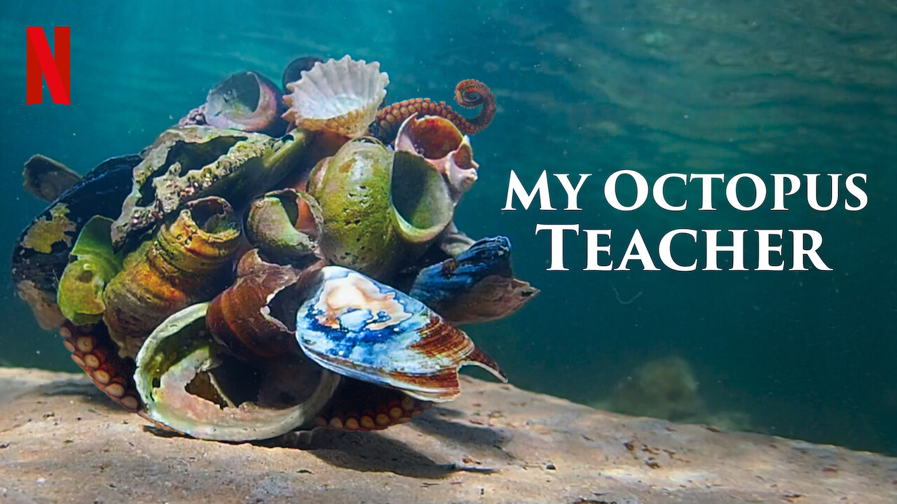 Confessions of A Fan: My Octopus Teacher